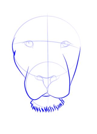 How to Draw Lion : Step By Step Guide