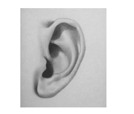 Как рисовать уши поэтапно