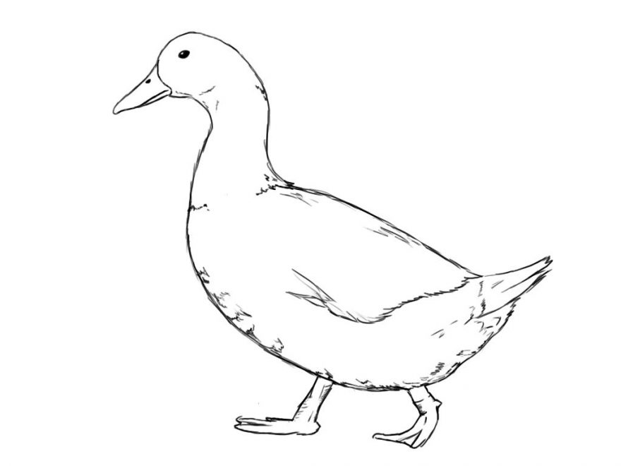 Duck Drawing Images