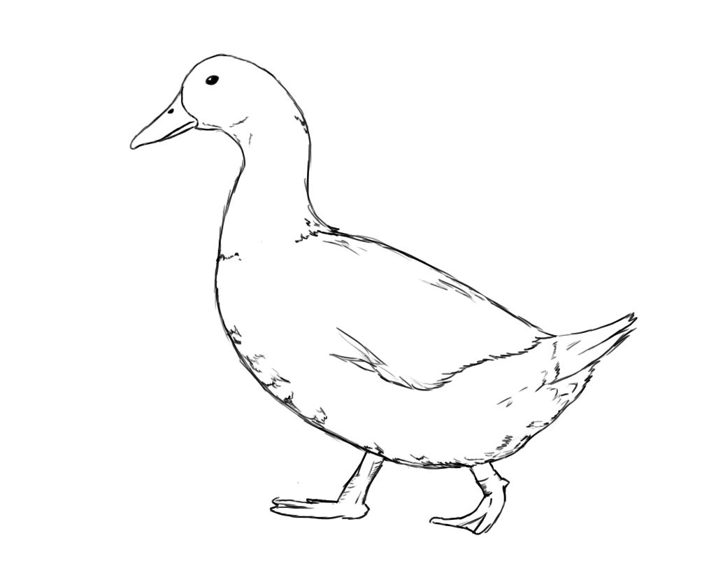 15,326 Black White Drawing Duck Images, Stock Photos & Vectors |  Shutterstock