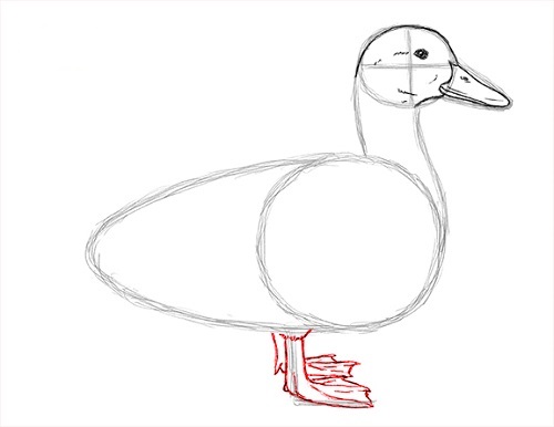 Step by Step Draw Duck