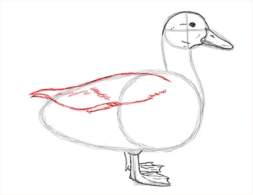 Desenați pas cu pas Duck