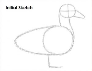 Step by Step Draw Duck