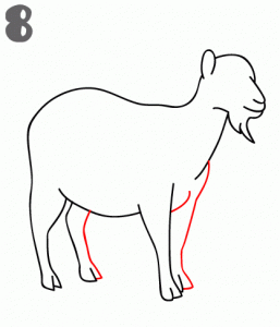 Step by Step Draw a Goat