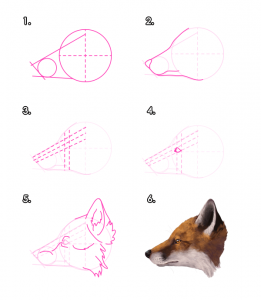 How to Draw a Fox Head