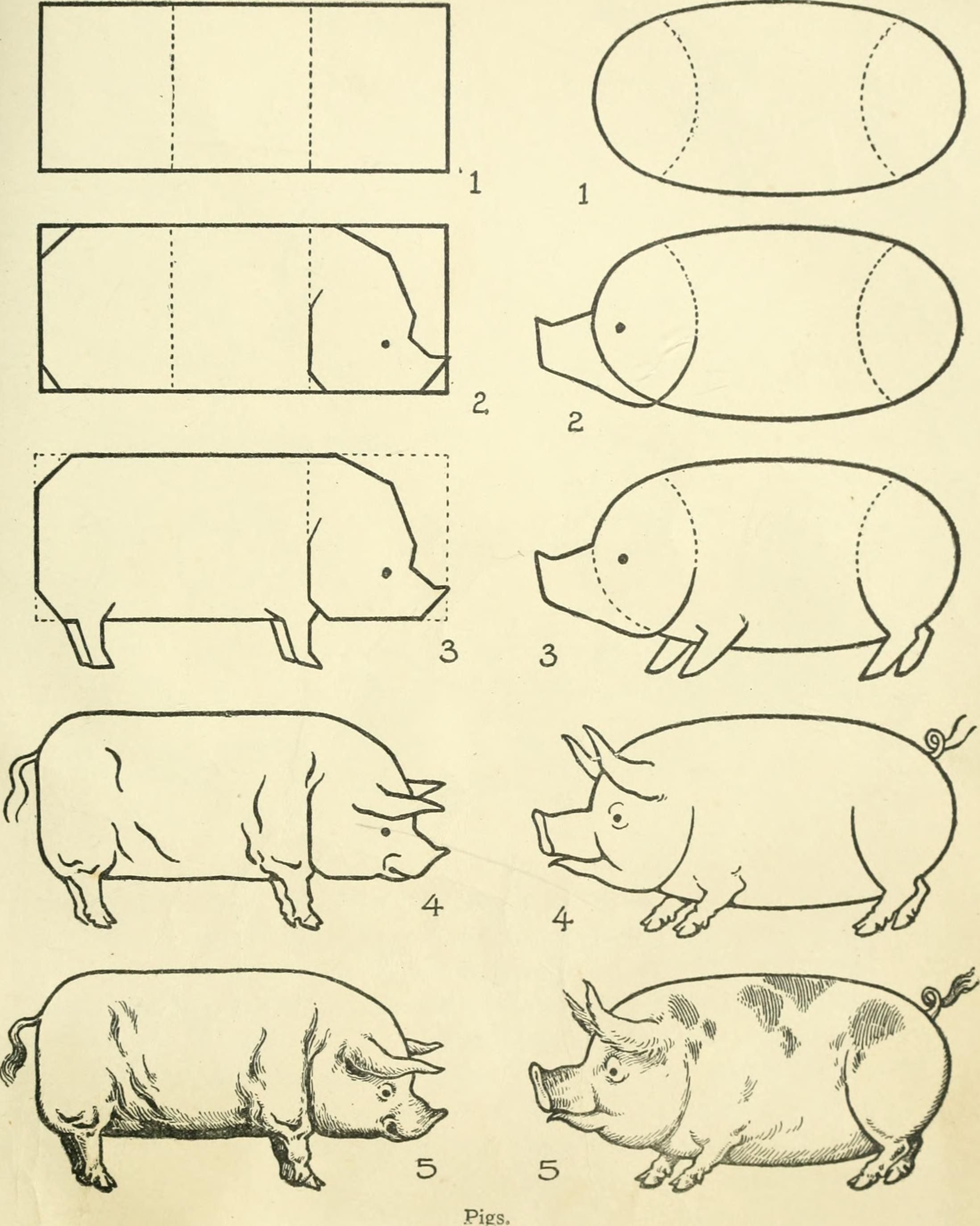 Featured image of post Pig Head Drawing Reference The best selection of royalty free pig head hand drawing vector art graphics and stock illustrations