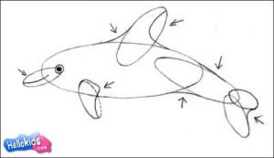 Method to Draw a Bottlenose Dolphin