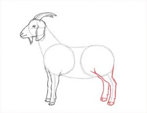 Easy Way to Draw a Goat