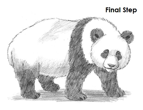 ❤️How to Draw a Panda: Step By Step Guide❤️
