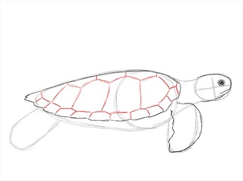 Как нарисовать реалистичную черепаху