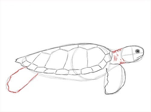 Wie man eine realistische Schildkröte zeichnet