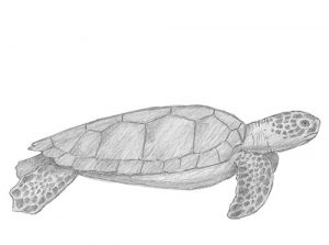 How To Draw a Realistic Turtle