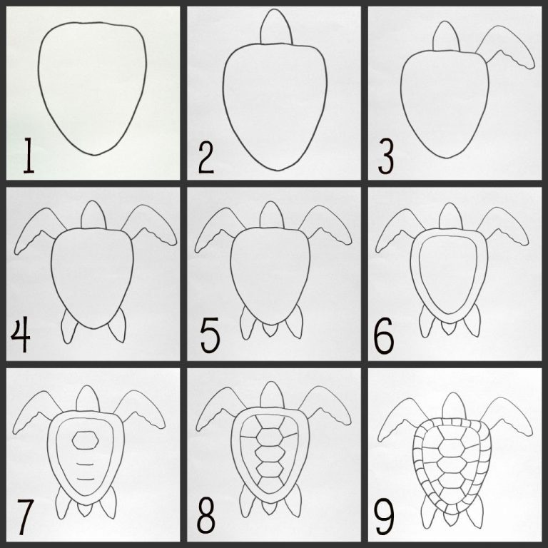 How To Draw A Turtle : Step By Step Guide
