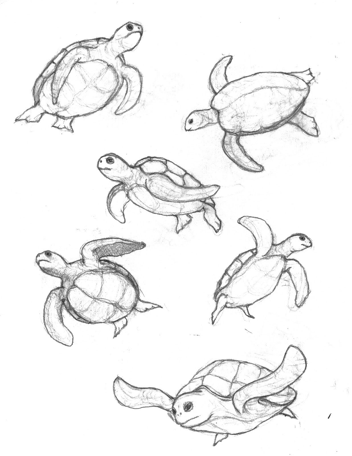  Pas cu pas pentru a desena o țestoasă drăguță înotând