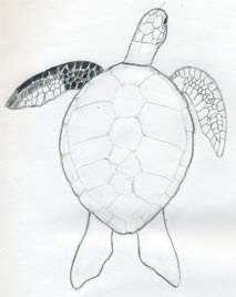 Möglichkeiten, Schildkrötenpanzer zu zeichnen