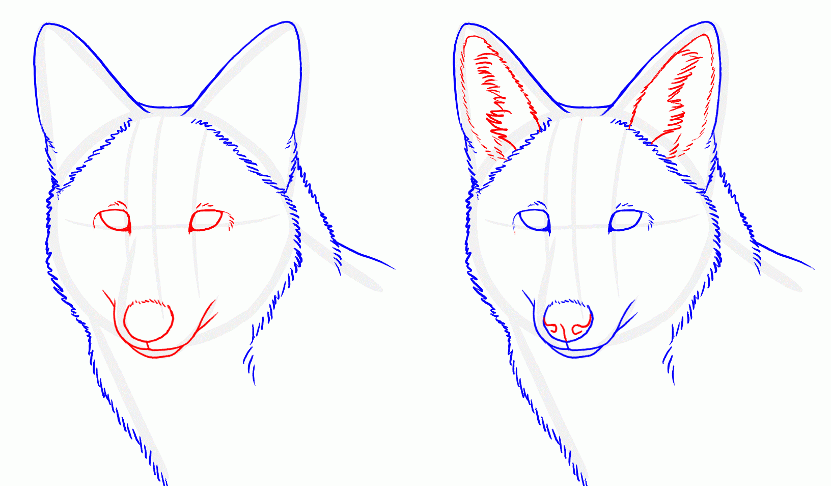 Methode om wolvenoren te tekenen