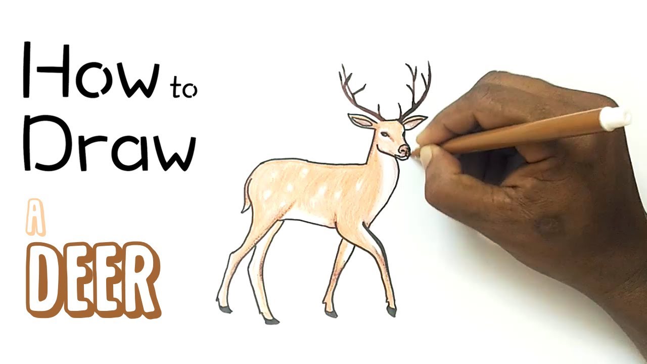 Comment dessiner un cerf: Guide étape par étape